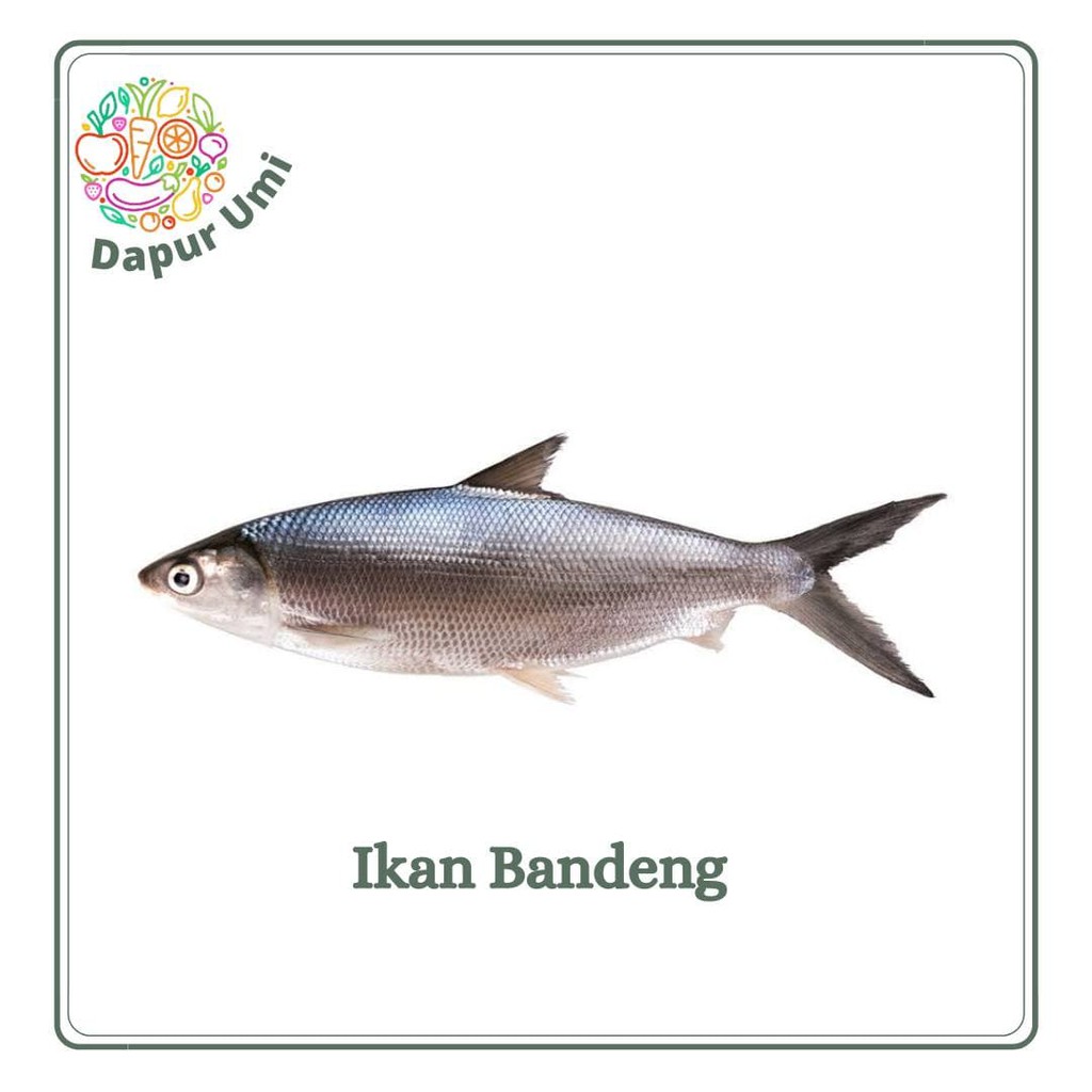 

IKAN BANDENG ASIN - IKAN SEGAR PURWAKARTA