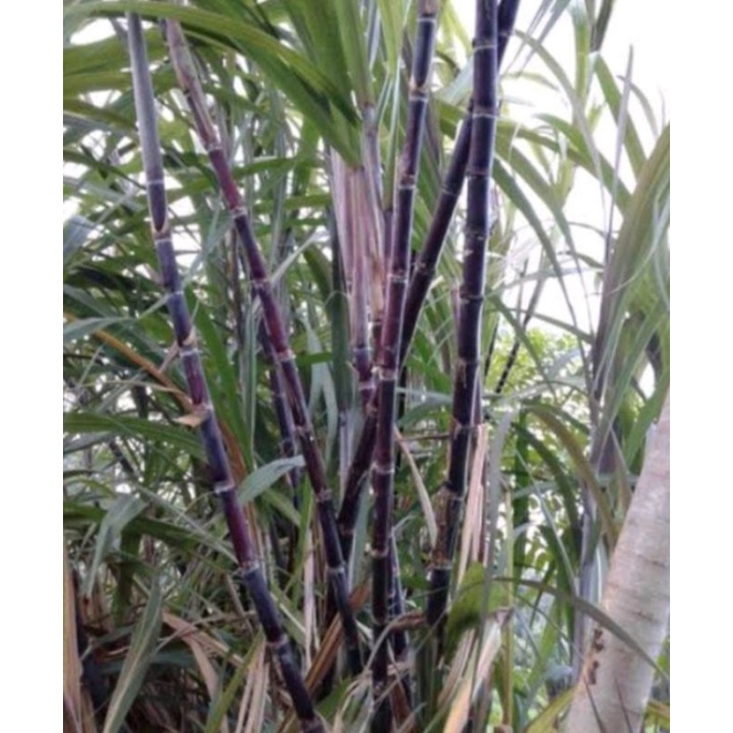 Tebu hitam Tebu ireng siap tanam