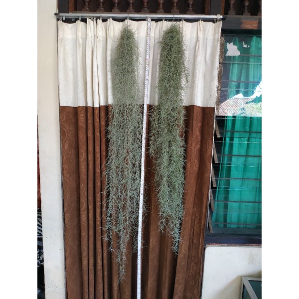 Janggut Musa / Jenggot Musa 100cm s/d 130cm Panjang dan Tebal Sampai Kebawah (Cuma 1 Ikat)