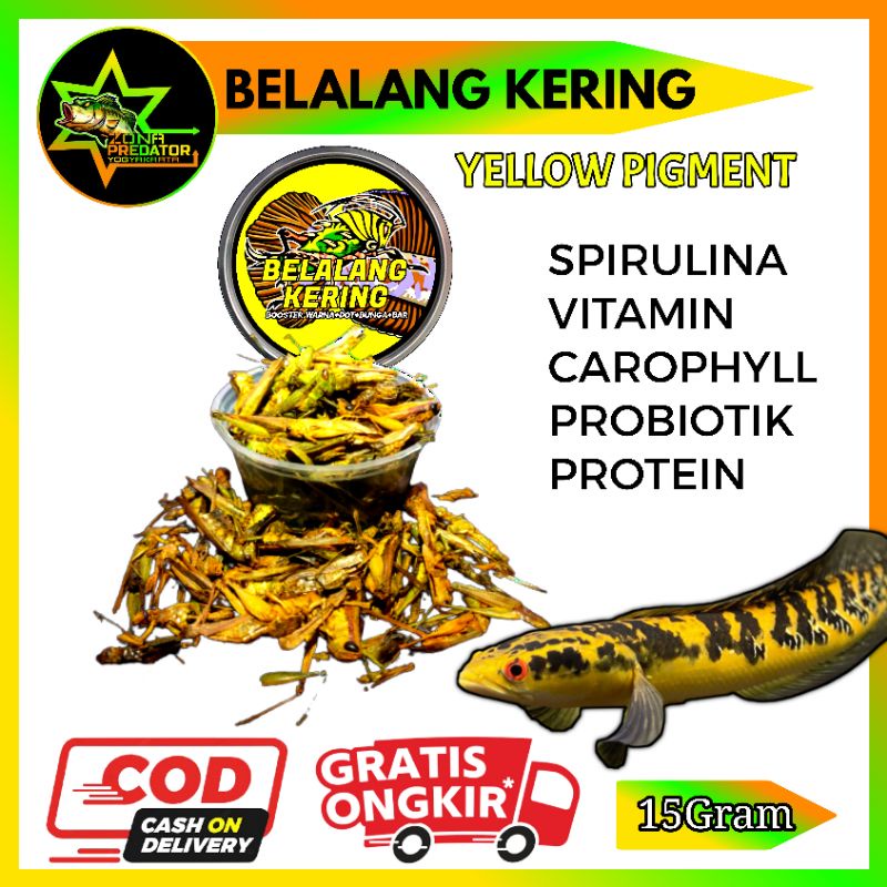 Belalang Kering Yellow Pakan Ikan Channa