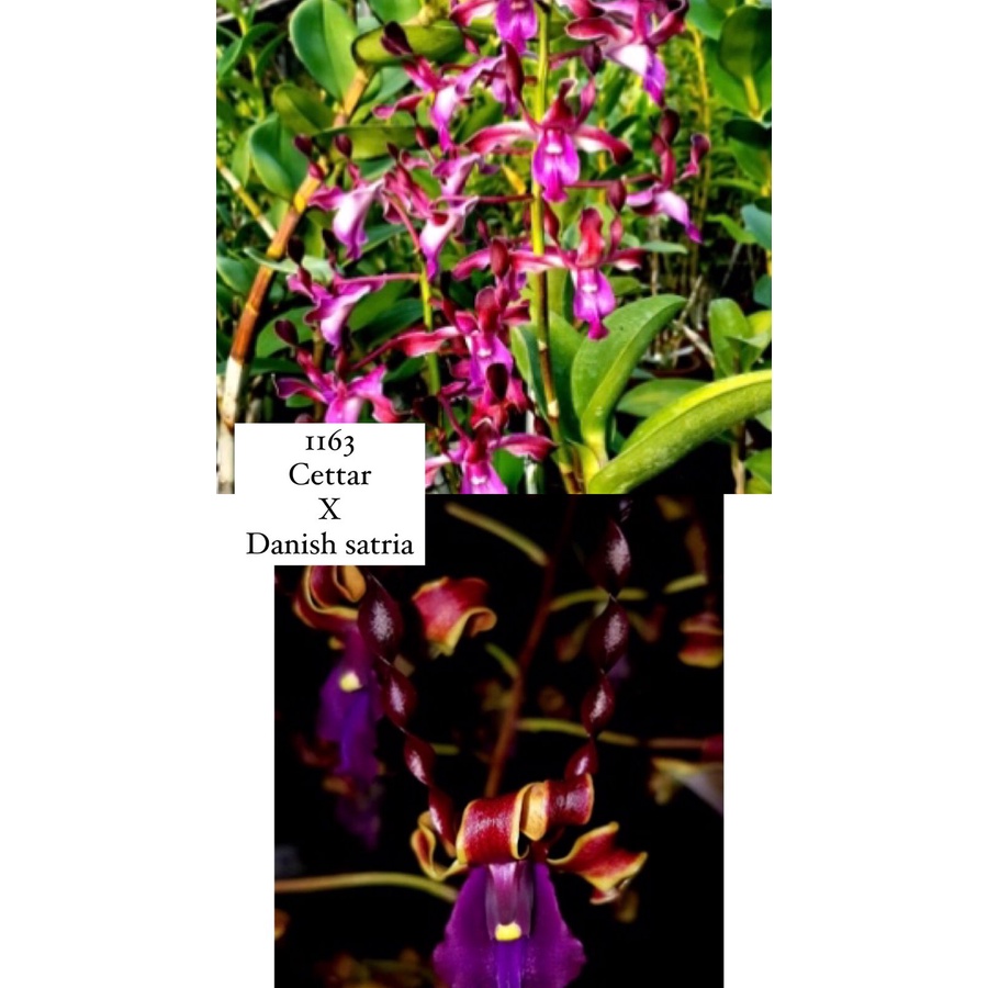 Anggrek Dendrobium Keriting Pra-Remaja