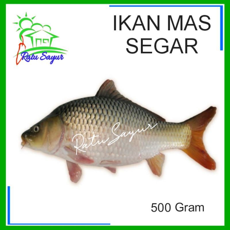 

IKAN MAS SEGAR/ratusayur.id
