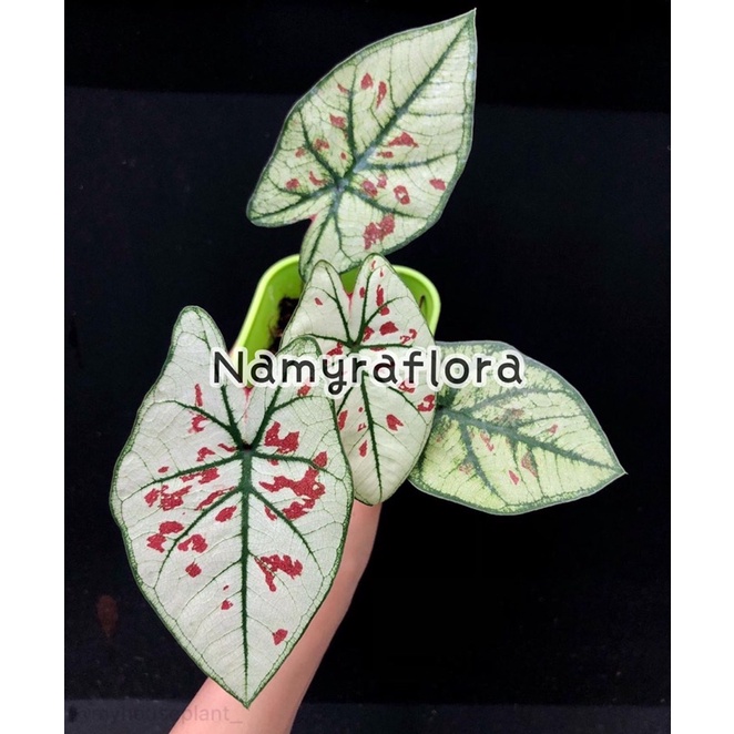 bibit bonggol caladium red guava