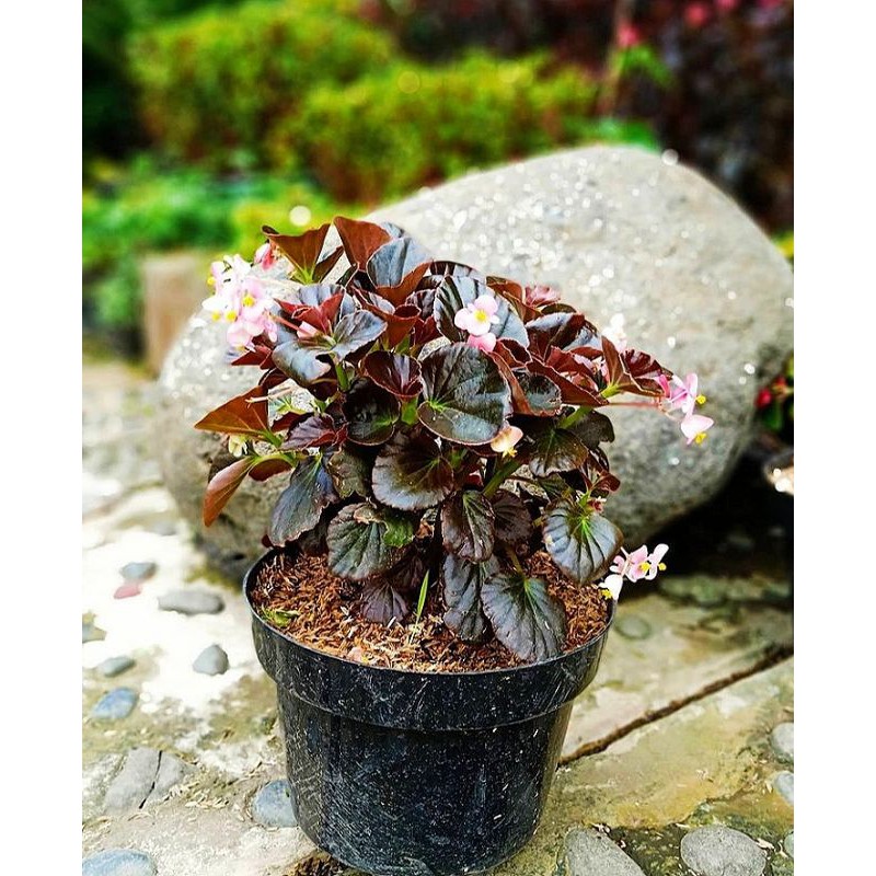 Tanaman hias begonia merah/bunga begonia - bibit tanaman hias begonia