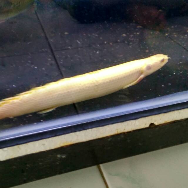 

Palmas albino