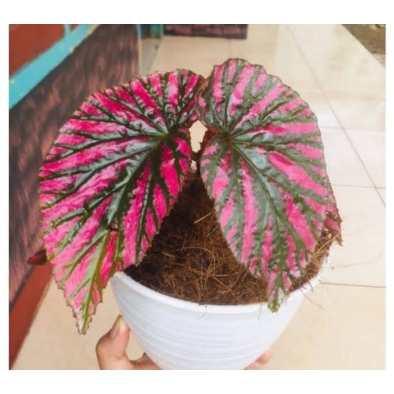 tanaman hias hidup Begonia Rex Walet cantik murah siap tanam