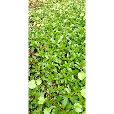 Ludwigia brevipes tanaman aquascape 10 batang