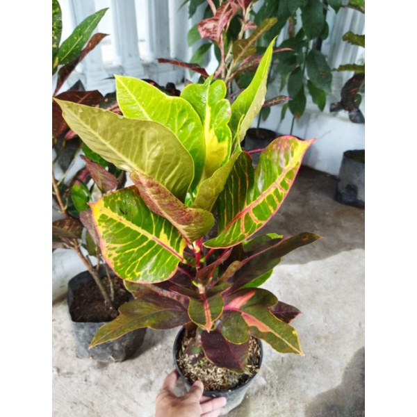 tanaman hias bunga puring koleksi langka bunga puring extrada berkualitas