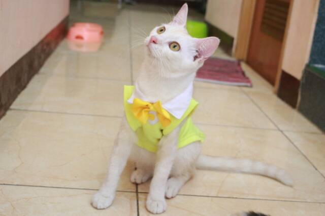 Kaos tuxedo kuning untuk kucing dan anjing /Jual Baju Kucing Terlengkap &amp; Berkualitas size S M L XL