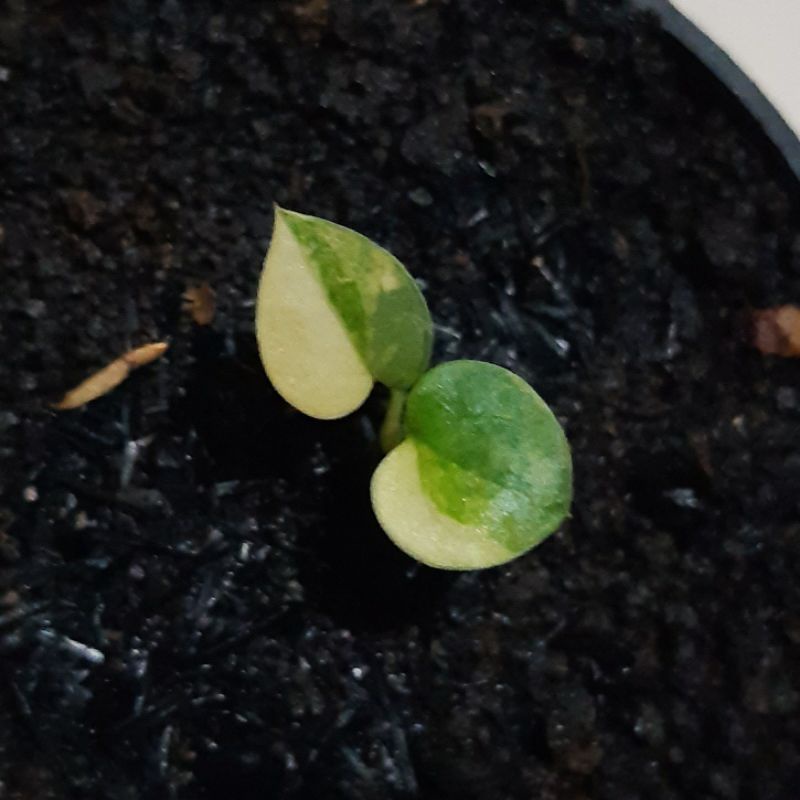 Baby Anthurium Brownii Variegata (Corong Variegata)