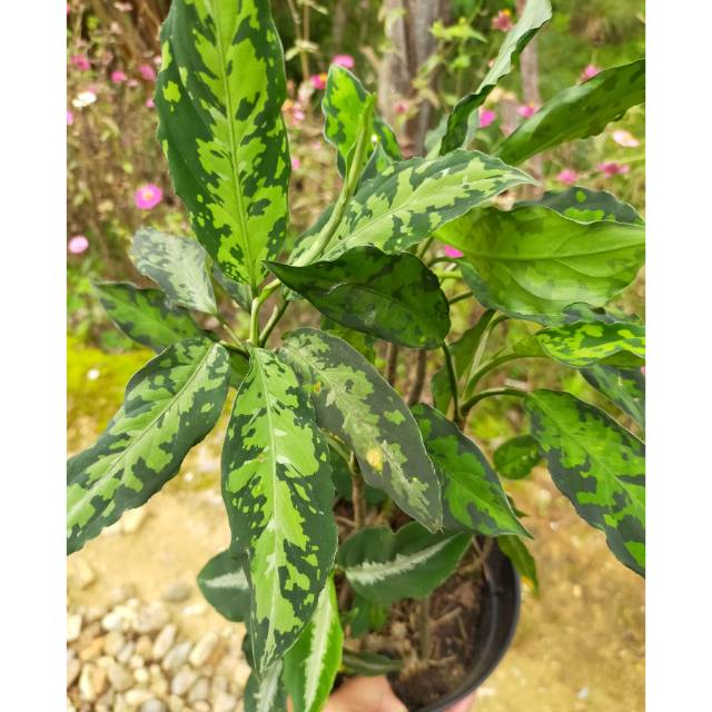 aglonema pictum aceh