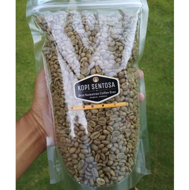 Biji kopi Arabika Bengkulu kualitas Super. Green bean Arabica Bengkulu