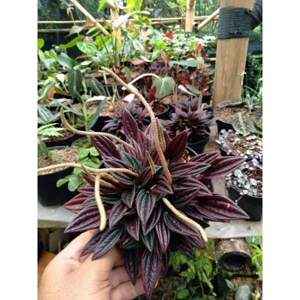 tanaman peperomia red roso