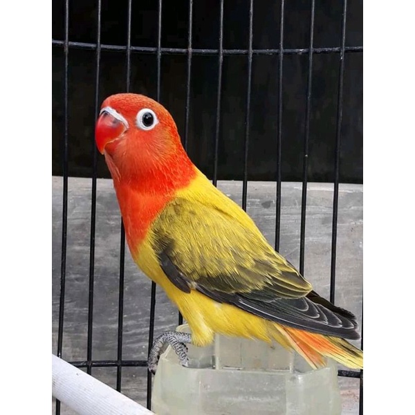 burung love bird biola ewing gold