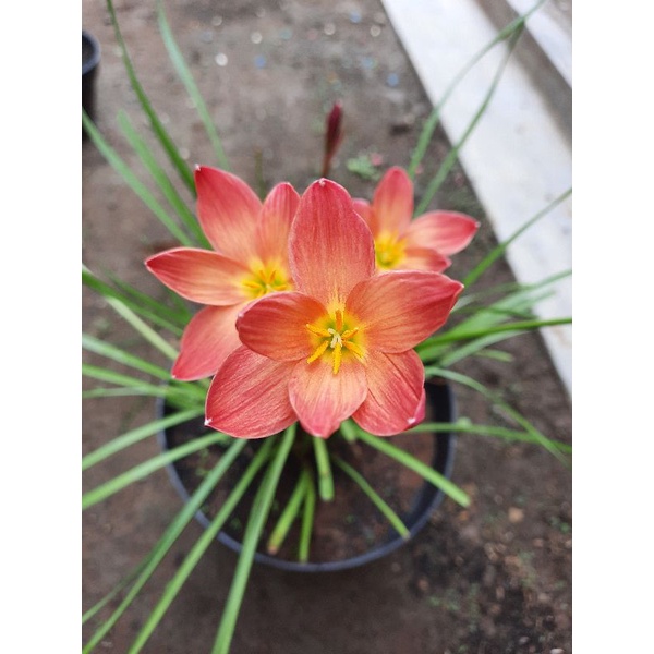 Rain Lily merah / Zephyranthes Chinda/ umbi bunga lili hujan merah
