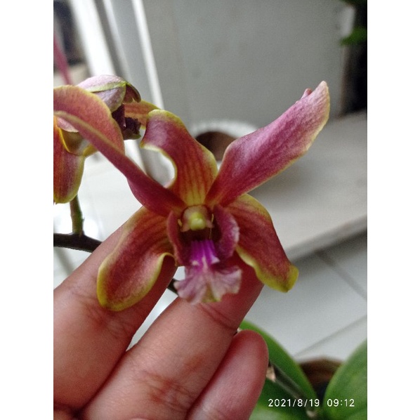 dendrobium keriting