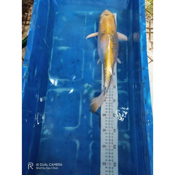 KI_KIN_SHOWA_SIZE_43CM