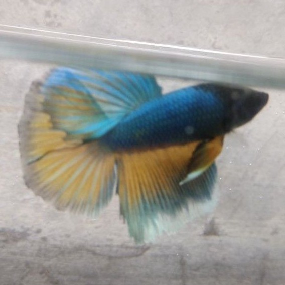 halfmoon cupang