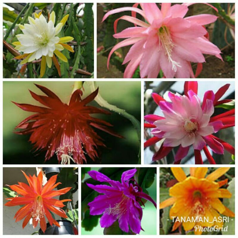 Paket 7 Wijaya Kusuma Tanaman Hias - Tanaman Hias Hidup - Bunga hidup - Bunga hias