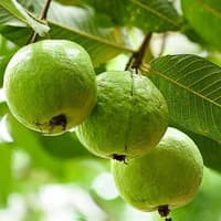 Benih Bibit Biji - Buah Jambu Biji Merah Guava Seeds