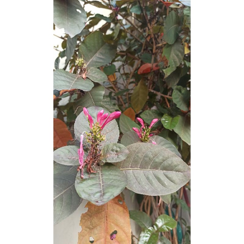 

daun ungu