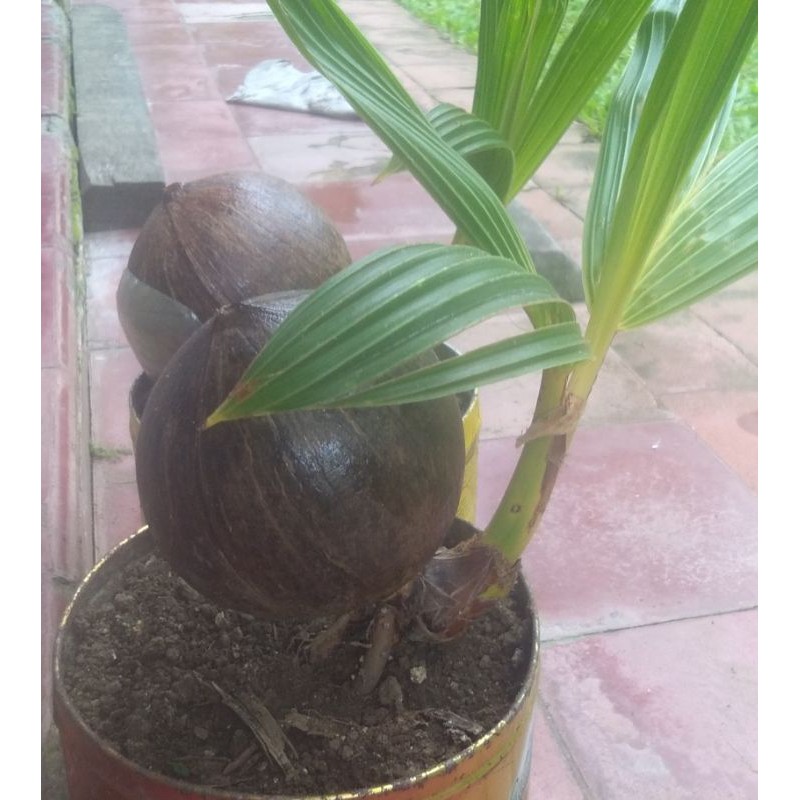 Bahan bonsai kelapa gading