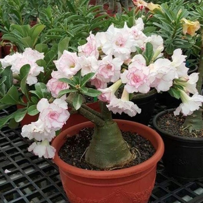 TANAMAN HIAS ADENIUM CABANG SERIBU WHITE LOVE