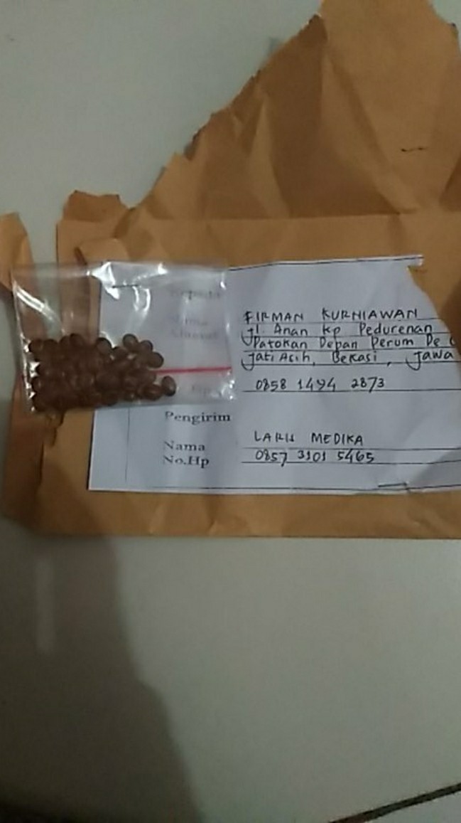 Biji Bidara Arab Super Siap Semai / Bidara / Bidara Arab / Biji Bidara (sudah Dikupas Dari Cangkang)