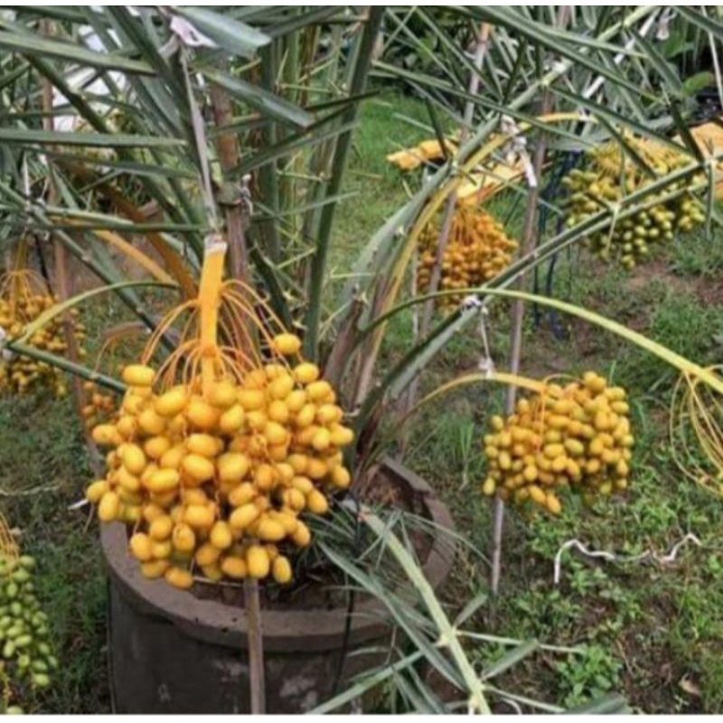 bibit kurma tropis Thailand supergenjah