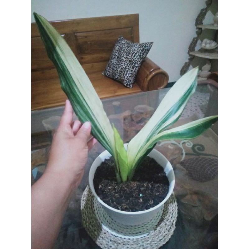 sansevieria variegata - sansivera bantel