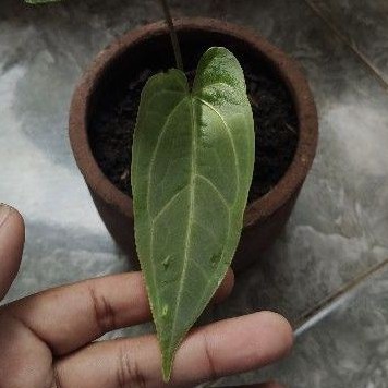 Anthurium Warocqueanum / Lidah Gajah