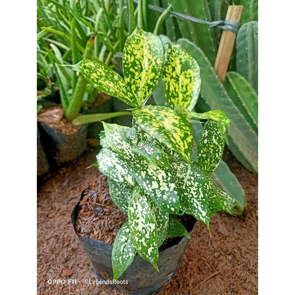 (BISA COD) Tanaman Hias Dracena Bambu Florida Bunga Hias Bambu Florida Tanaman outdoor indoor / poho