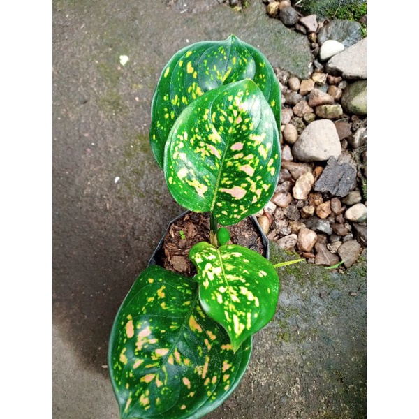 Aglaonema Ruby Chiangmay