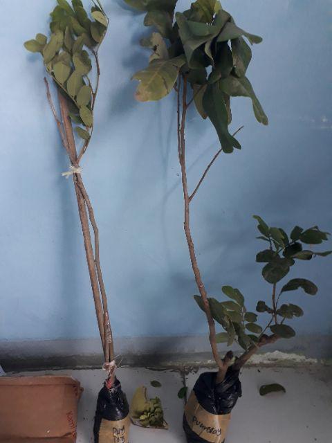 Tanaman Kelengkeng Pingpong (tinggi 40-60 Cm)