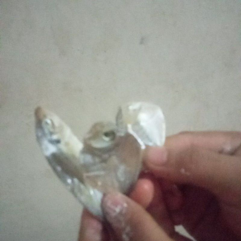 

ikan Asin Kampung