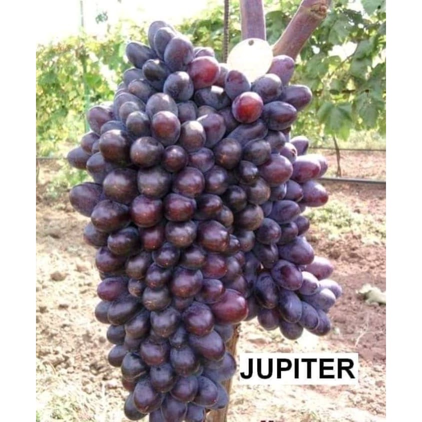 tanaman buah anggur jupiter seedless ( tanpa biji )