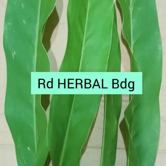 

Daun laos atau lengkuas 200 gram segar