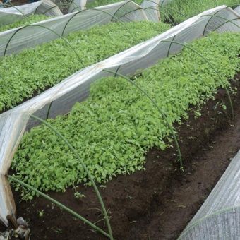 Tunnel Pipe (Sungkup) 11mm X 240 Cm – Takiron