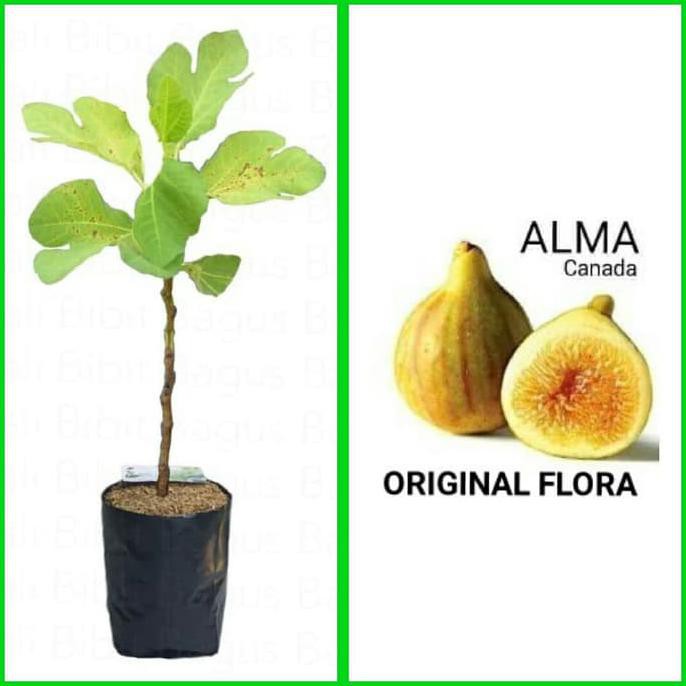 Premium Pohon Tin Alma Canada Fig Buah Ara Buah Tin Varian Alma Canada Kuning Kw A1