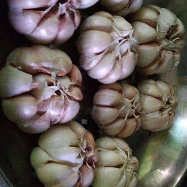 

Bawang putih