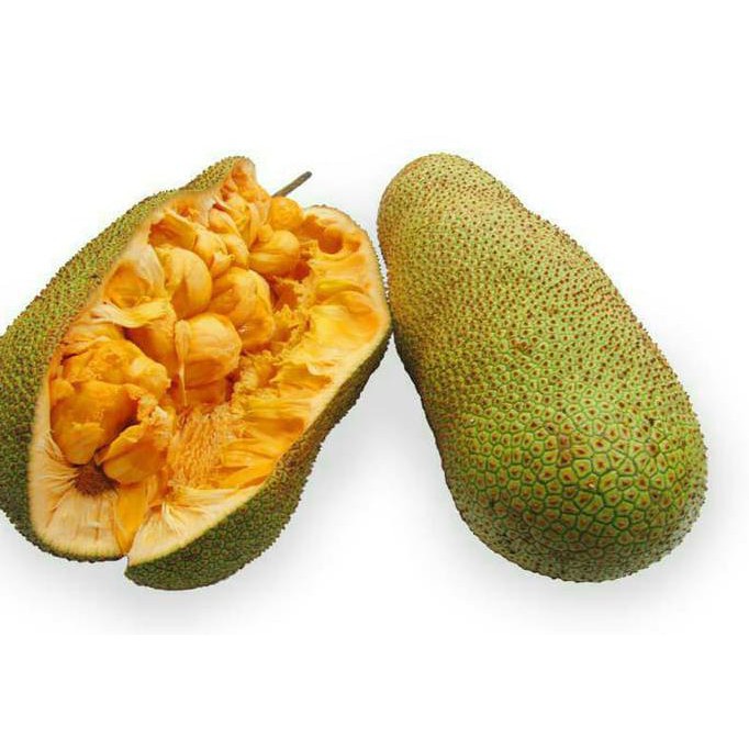 Bibit Tanaman Buah Cempedak Segar