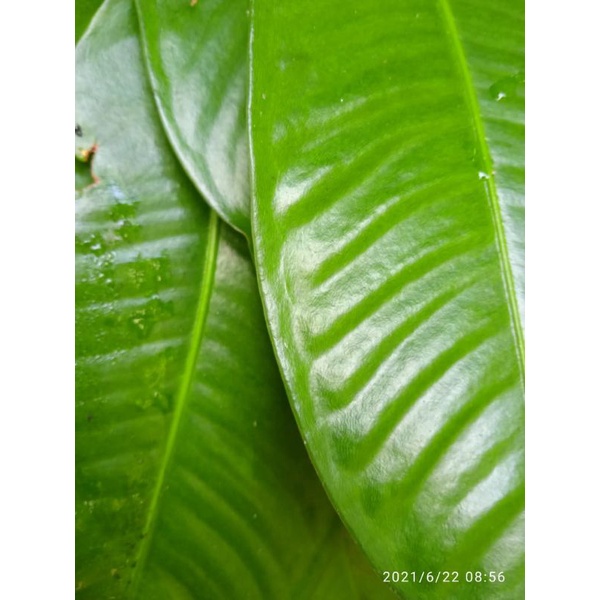 

daun manggis segar 500 gram