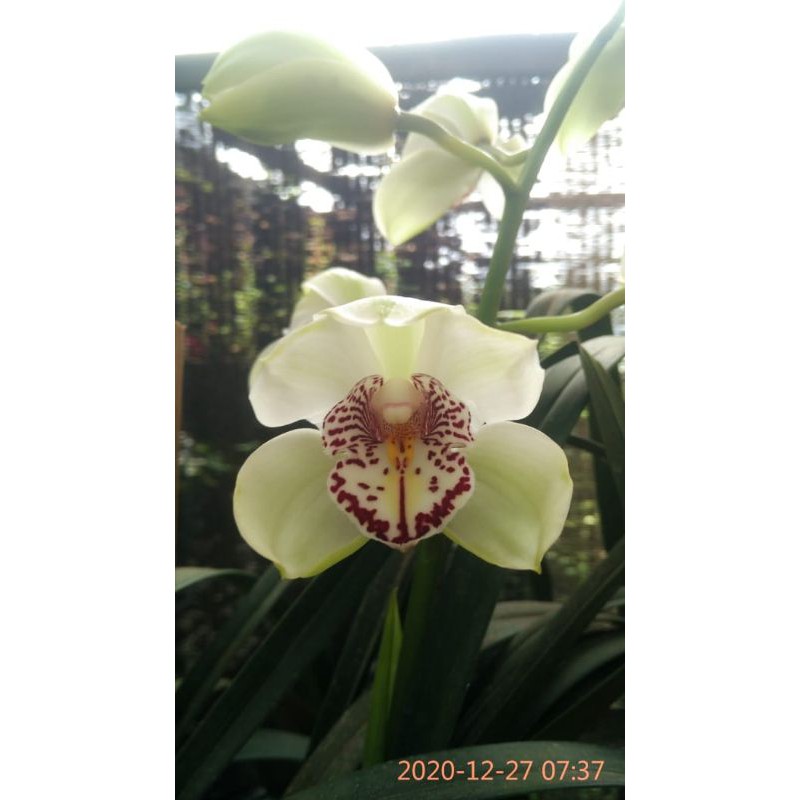 anggrek cymbidium putih/ sudah berbunga