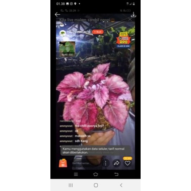 tanaman hias begonia red chili