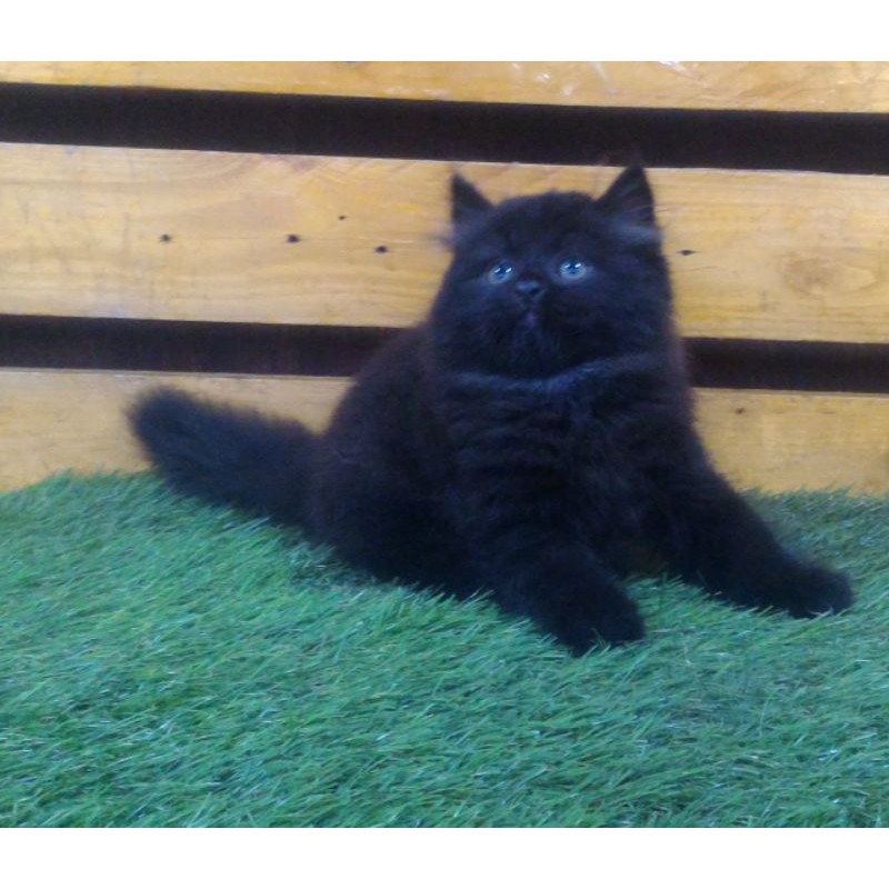 kitten munchkin NS black uwu