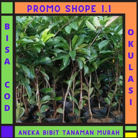 Bibit Tanaman Sawo Alano Jumbo