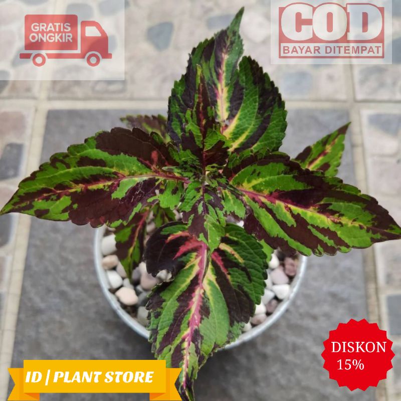 Tanaman hias miana pelangi-miana rainbow-tanaman hidup-bunga murah