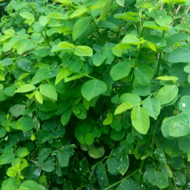 

Daun Katuk Segar 100 gram