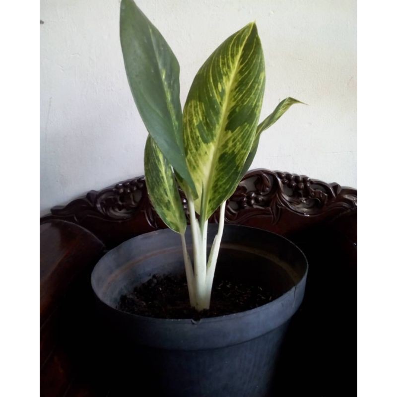 tanaman hias Aglonema golden - hiasan taman - Aglonema Blanceng golden.