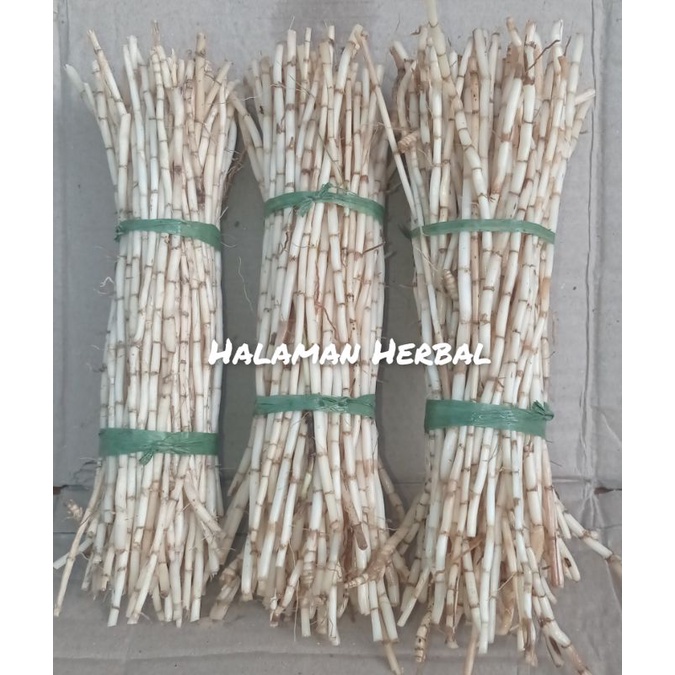 

Akar Alang alang segar/250 gram